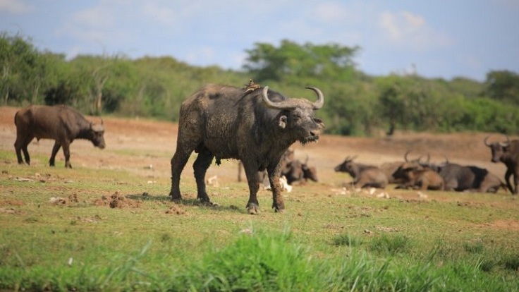10-day-uganda-safari