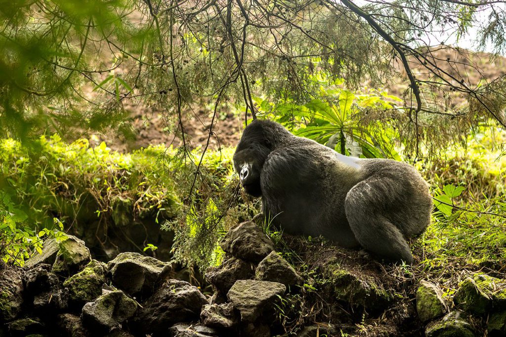 3 Days Rwanda Gorilla Safari