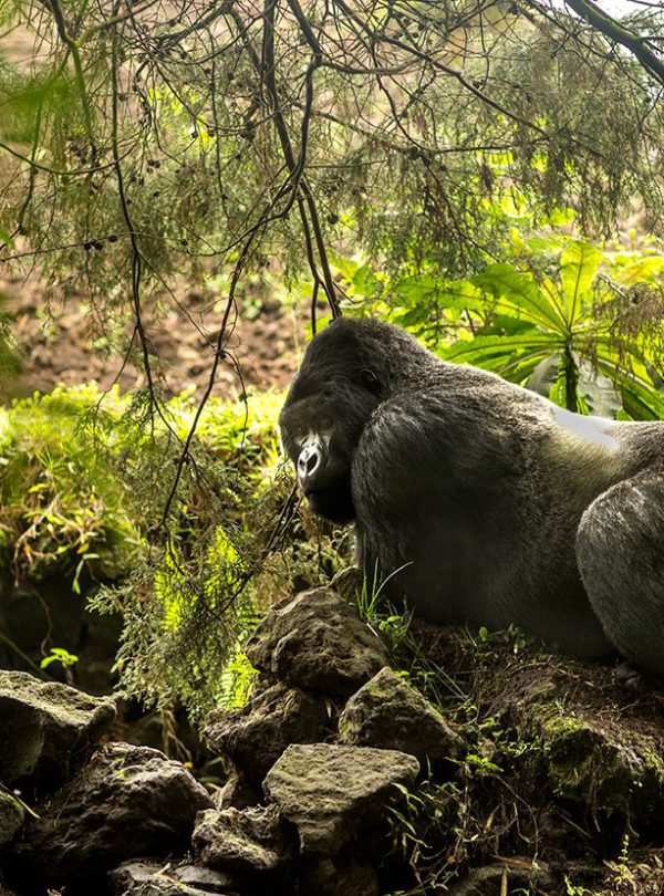 3-day-rwanda-gorilla-safari