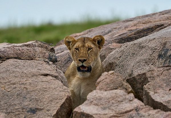 4-days-serenegti-ngorongro