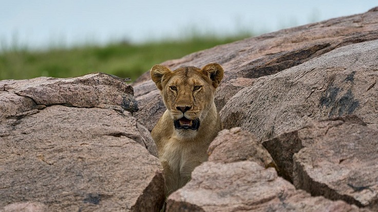 4 Days Serengeti & Ngorongoro