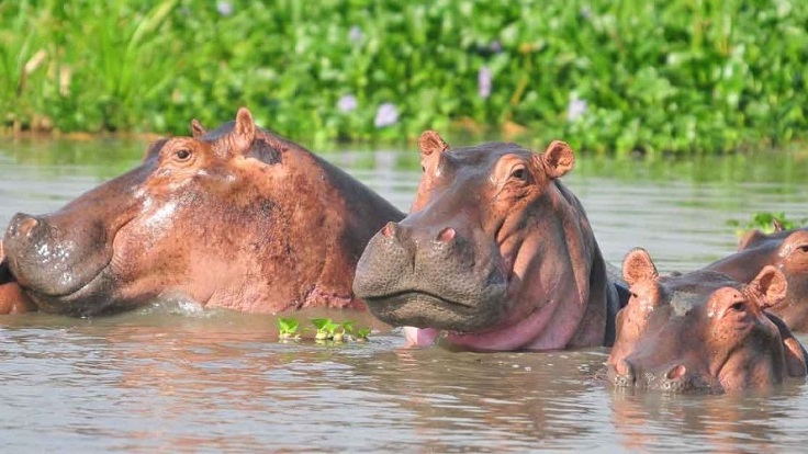 5-day-safari