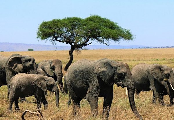 5-day-tanzania-safari