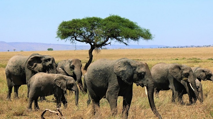 5 Days Tanzania Safari