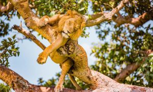 5-days-uganda-safari-tour