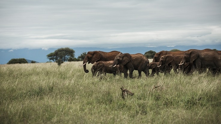 8-days-tanzania-safari-package
