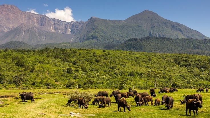 arusha