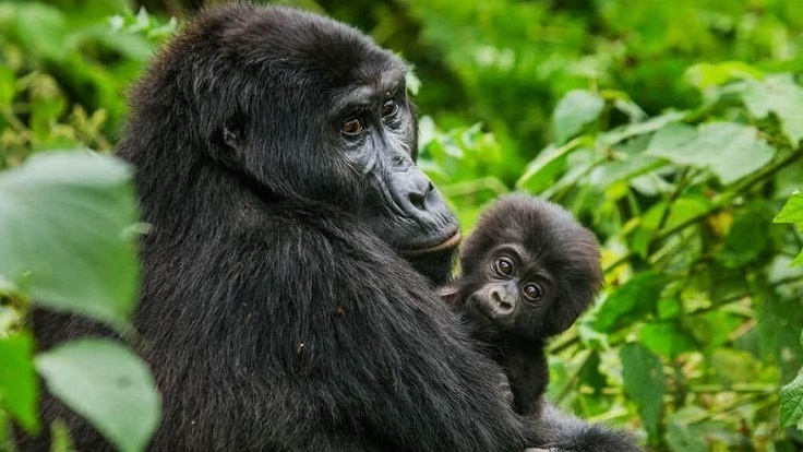 gorillas Bwindi
