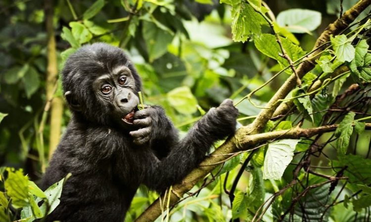 3 Days Bwindi Gorilla Safari