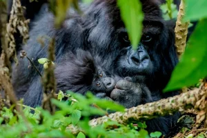 gorilla-safaris-uganda