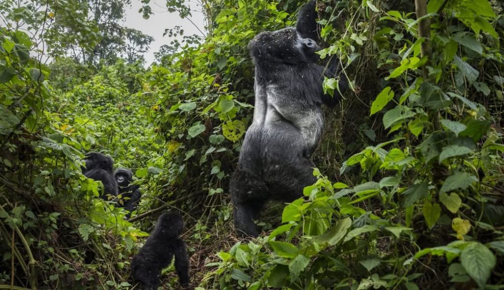 gorillas-in-bwindi-park