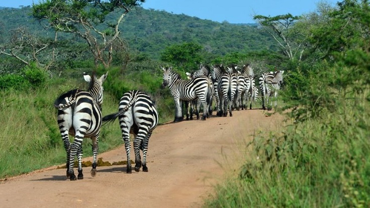 lake-mburo-park