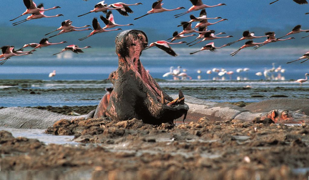 lake-nakuru