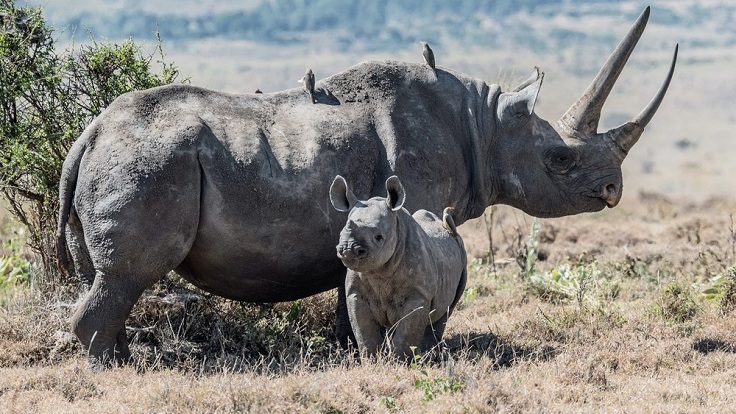 lewa-rhinos