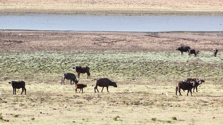 Buffalos at Marsabit National Park