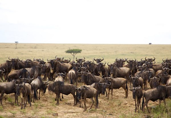 masaai-mara-safari-kenya