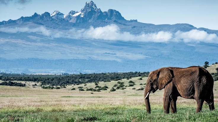 mount-kenya-wildlife