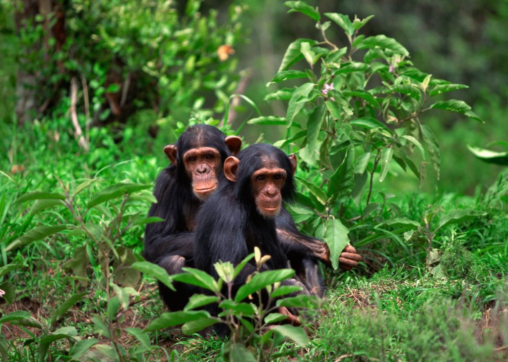 Nyungwe Chimpanzee Safari