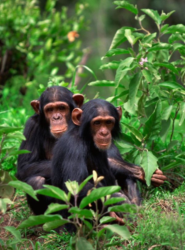 Two young chimpanzees