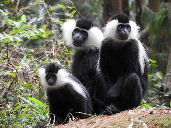 nyungwe-forest-colobus