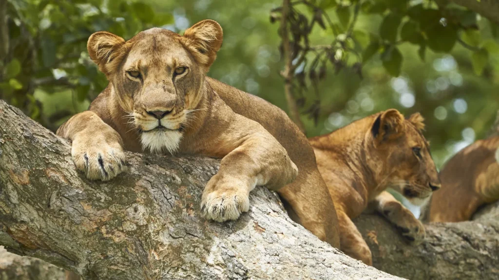 quee-elizabeth-park-lions