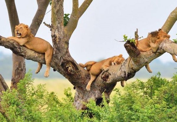 CREATOR: gd-jpeg v1.0 (using IJG JPEG v62), quality = 82