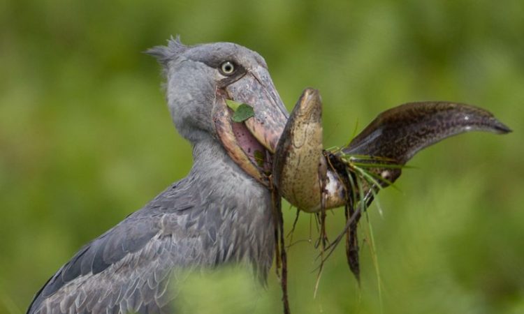 shoebill-stork