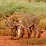 An Overview About Kenya National Parks And Reserves