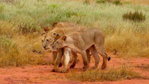 tsavo-east