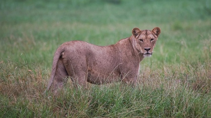 tsavo east safari