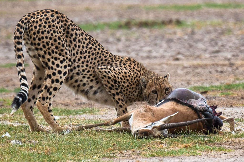 tsavo-east-wild