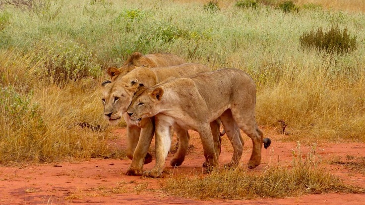 tsavo-east