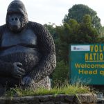 The Best National Parks For Gorilla Trekking In Africaa