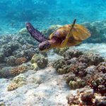 Top Marine Parks To Visit On Safari In Kenya