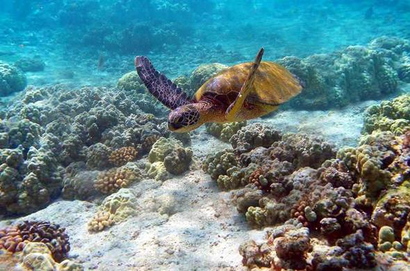 watamu-marine-park