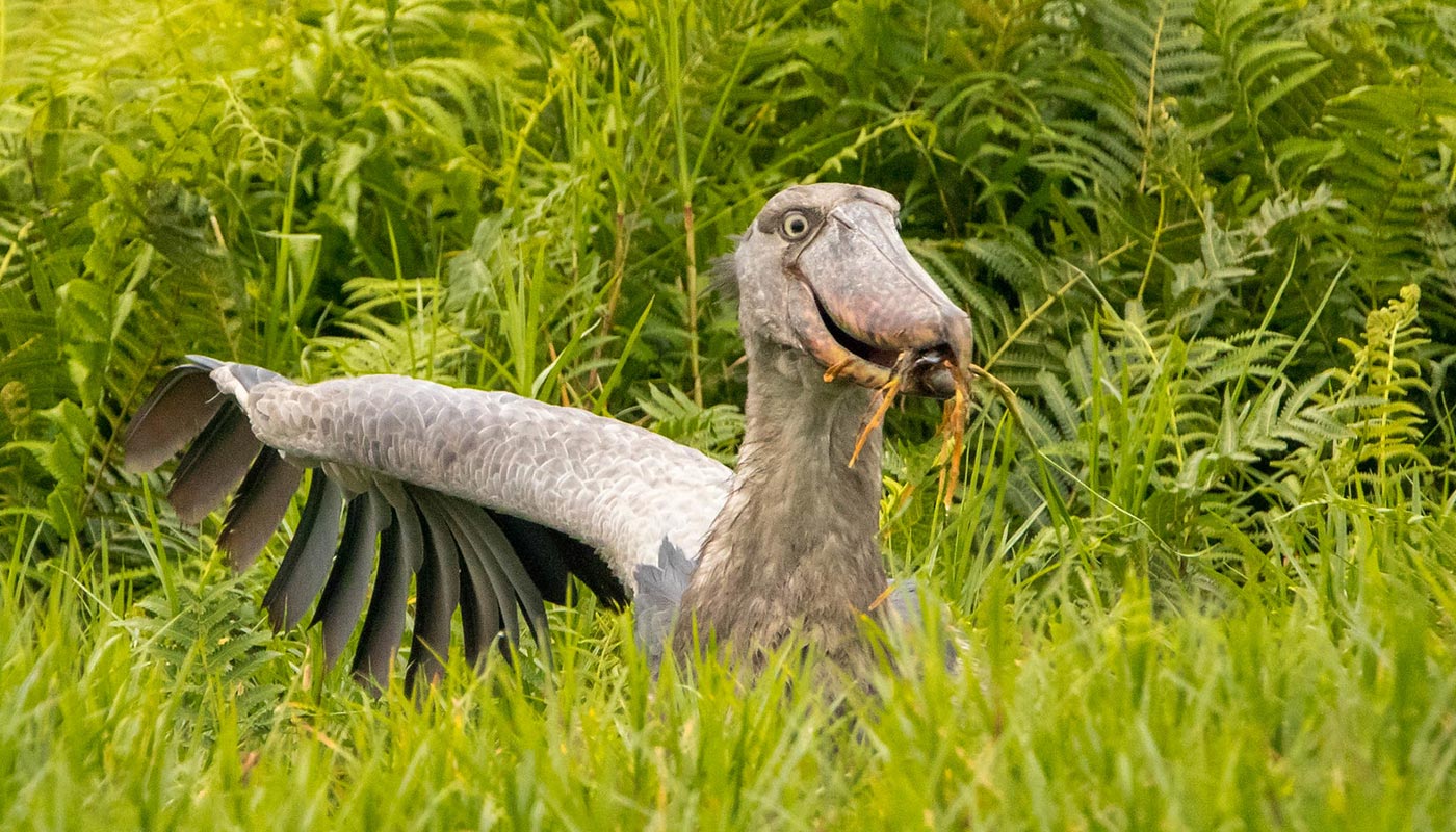 shoebill bird