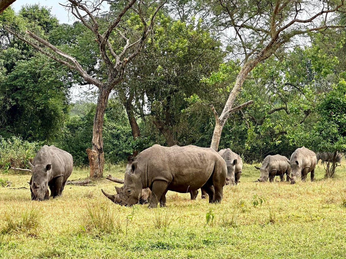 Uganda safari -= zziwa rhinos 